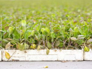 Spruitenteelt (16B3090)