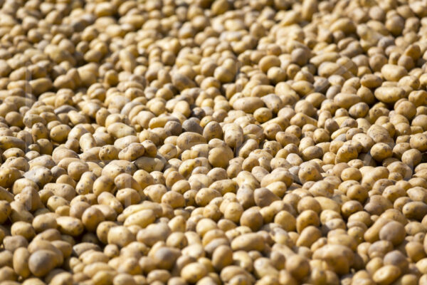 Aardappelteelt (16B3299)