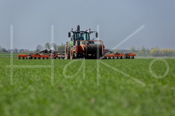 Tarweteelt (16B3377)