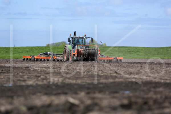 Tarweteelt (16B3535)