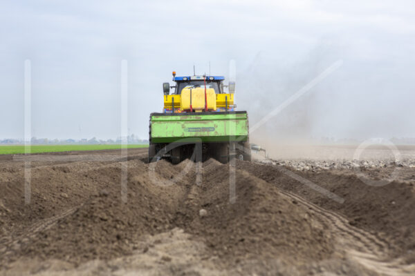 Aardappelteelt (16B3667)
