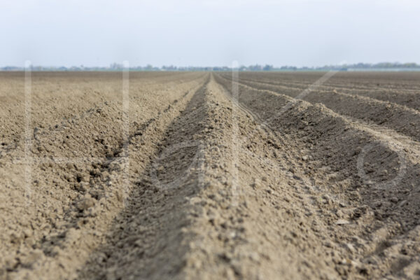 Aardappelteelt (16B3781)