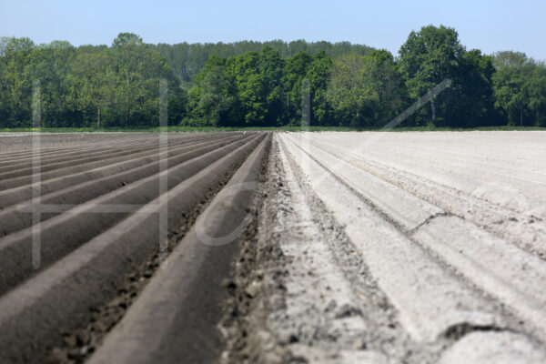 Aardappelteelt (16B3871)