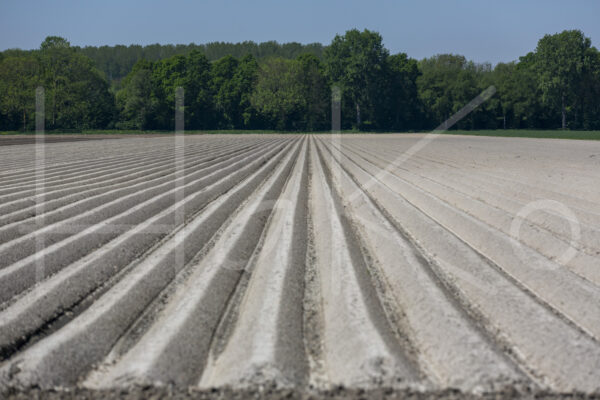 Aardappelteelt (16B3947)