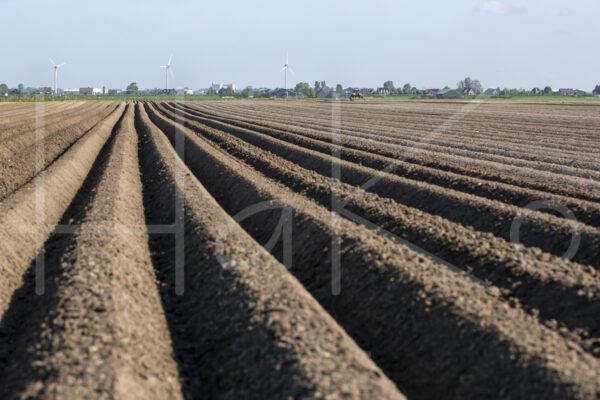 Aardappelteelt (16B4002)