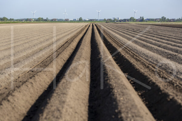 Aardappelteelt (16B4005)