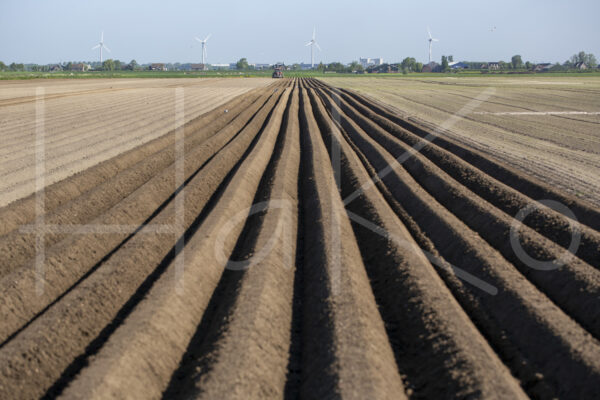 Aardappelteelt (16B4009)