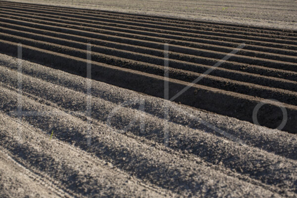 Aardappelteelt (16B4012)