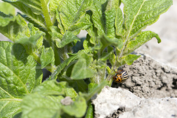 Aardappelteelt (16B4162)