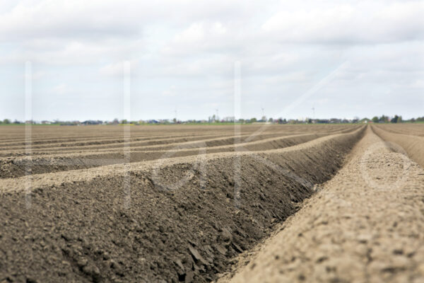Aardappelteelt (16B4235)