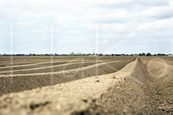 Aardappelteelt (16B4256)