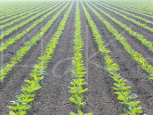 Spruitenteelt (16B4705)