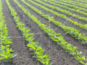 Spruitenteelt (16B4713)