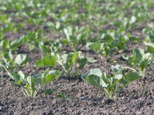 Spruitenteelt (16B4722)
