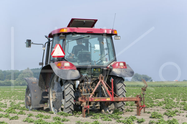 Aardappelteelt (16B5027)