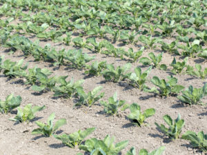 Spruitenteelt (16B5042)