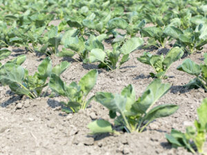 Spruitenteelt (16B5045)