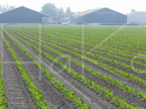 Spruitenteelt (16B5116)