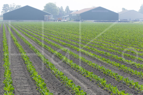 Spruitenteelt (16B5116)