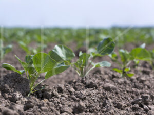 Spruitenteelt (16B5160)