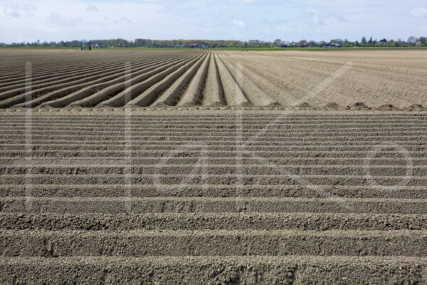Aardappelteelt (16B5180)