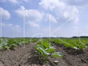Spruitenteelt (16B5217)