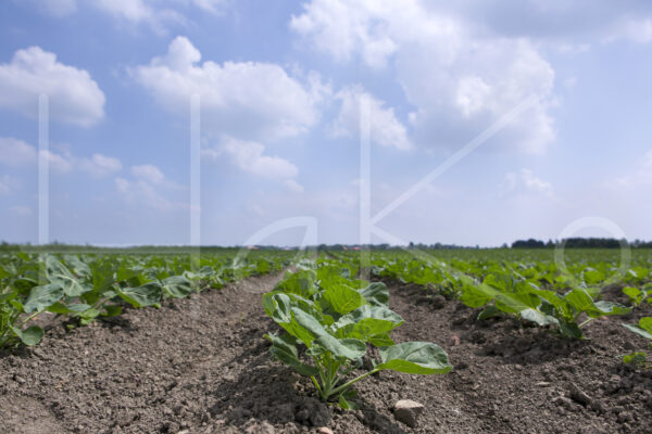 Spruitenteelt (16B5217)
