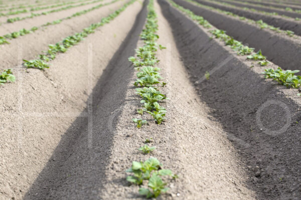 Aardappelteelt (16B5821)
