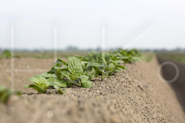 Aardappelteelt (16B5825)