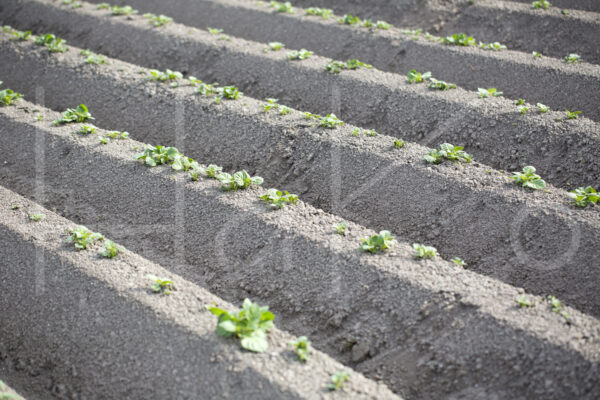 Aardappelteelt (16B5835)