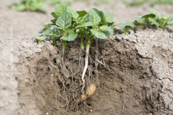 Aardappelteelt (16B5869)