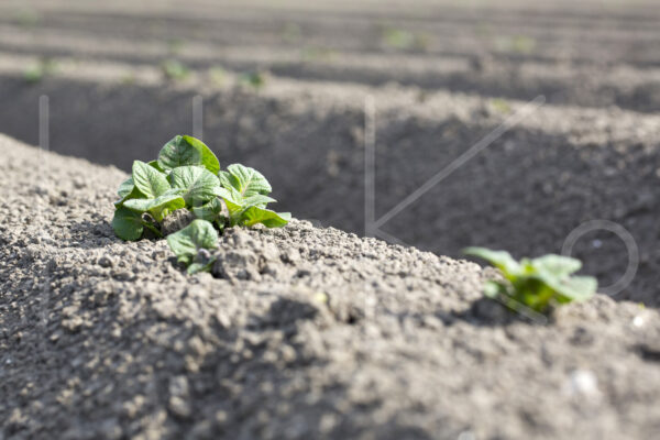 Aardappelteelt (16B5870)