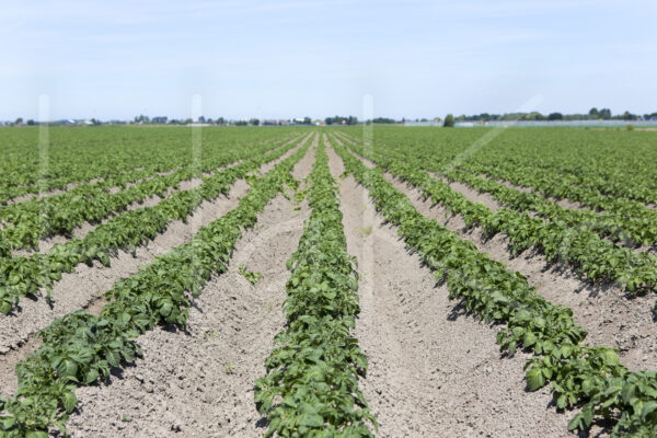 Aardappelteelt (16B6046)