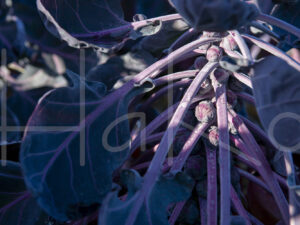 Spruitenteelt (16B6202)
