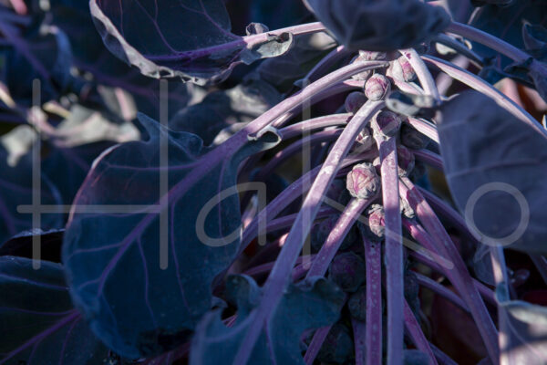 Spruitenteelt (16B6202)