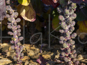 Spruitenteelt (16B6209)