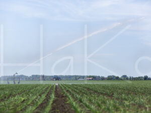 Uienteelt (16B6252)
