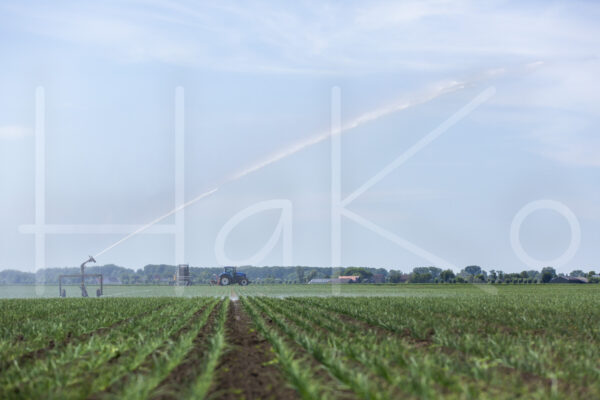 Uienteelt (16B6252)