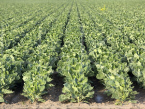Spruitenteelt (16B6340)