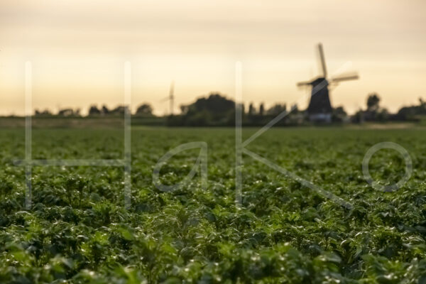 Aardappelteelt (16B6360)