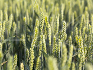 Tarweteelt (16B6361)