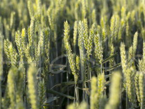 Tarweteelt (16B6373)