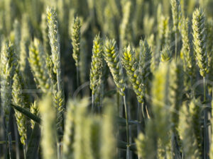 Tarweteelt (16B6384)