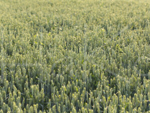 Tarweteelt (16B6438)