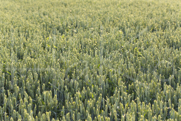 Tarweteelt (16B6438)