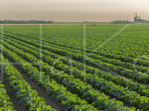 Spruitenteelt (16B6446)