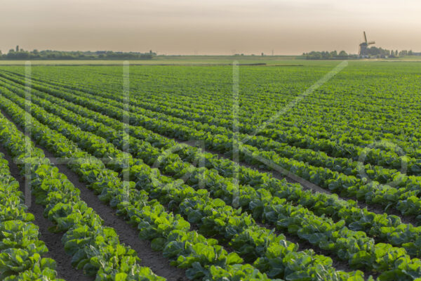 Spruitenteelt (16B6446)