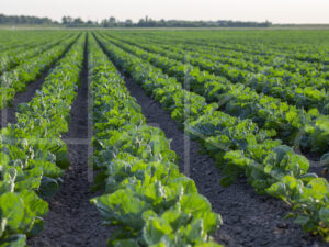 Spruitenteelt (16B6449)