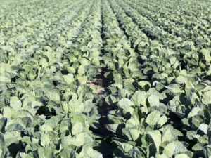 Spruitenteelt (16B6457)