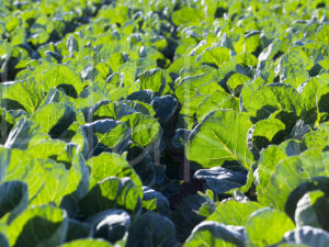 Spruitenteelt (16B6475)